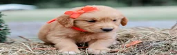 Golden Retriever dogs for sale: Alex AKC Golden Retriever Pup - Ad 3