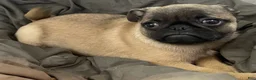 Pug dogs for sale: Pug Puppy 2 - Ad 5