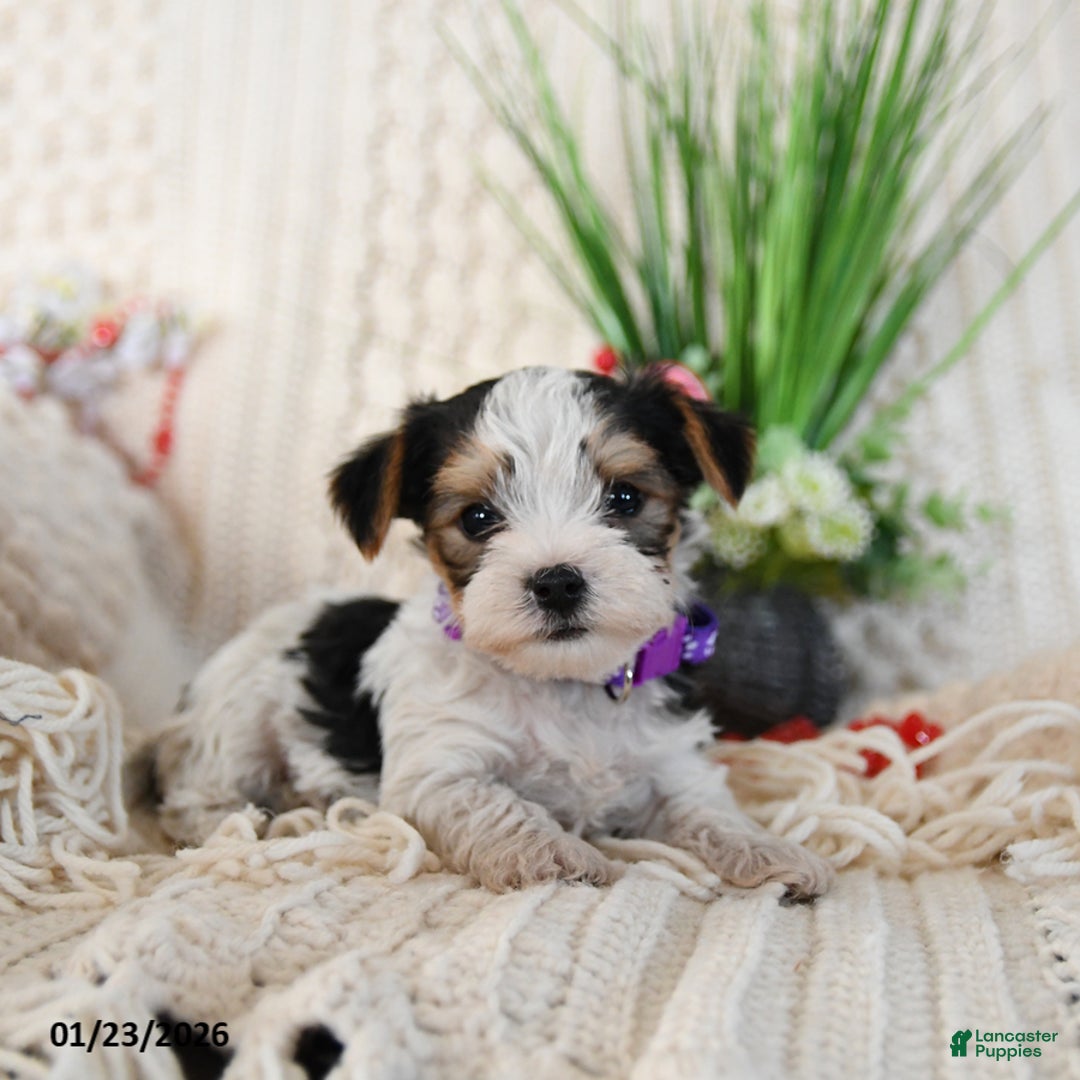 Yorkshire Terrier dogs for sale: Timmy - Ad 3