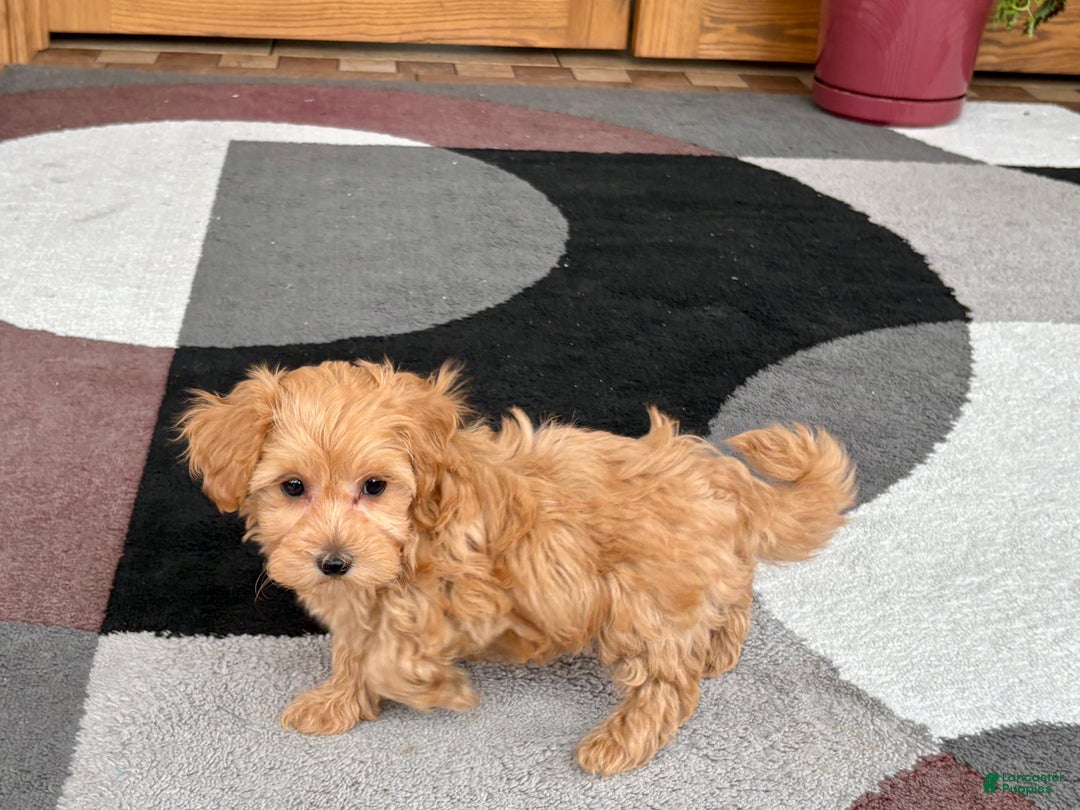 Maltipoo dogs for sale: Maltipoo Puppy 3 male - Ad 4
