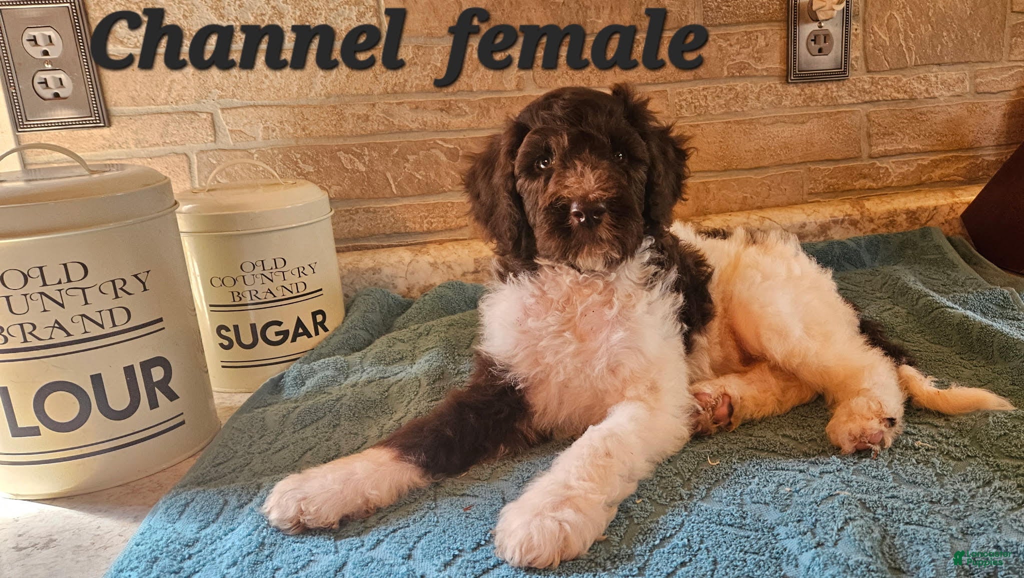Goldendoodle dogs Channel - Ad 1