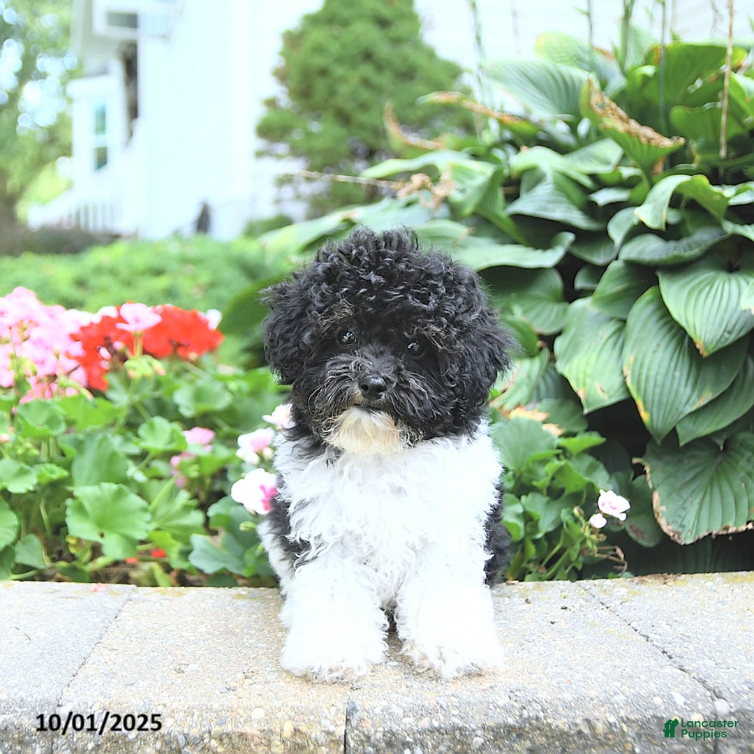 Toy Poodle dogs for sale: Kody - Ad 16