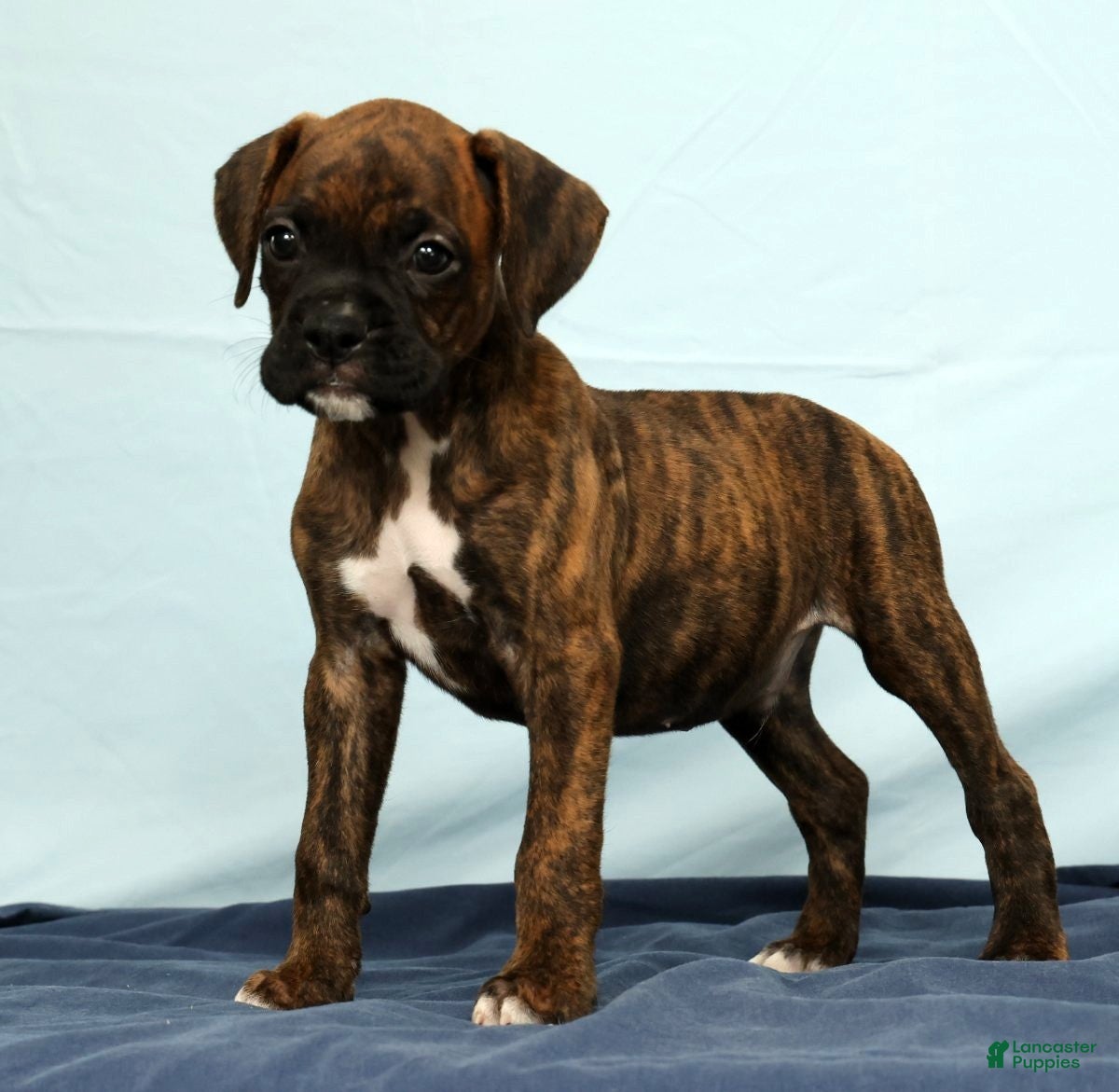Boxer dogs Max - Ad 2