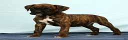 Boxer dogs for sale: Max - Ad 2