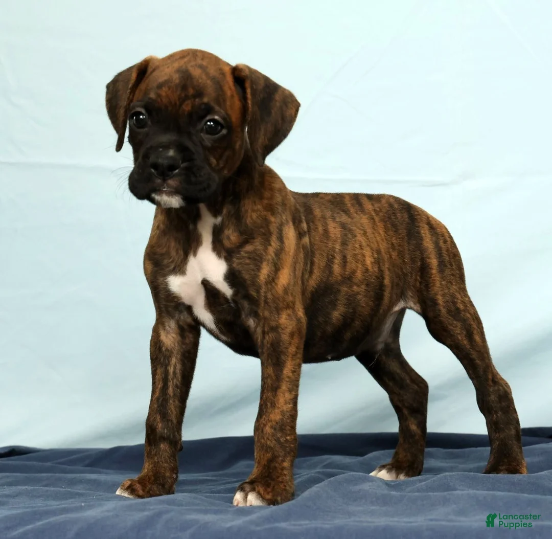 Boxer dogs for sale: Max - Ad 2