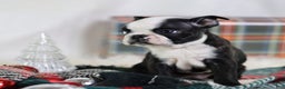 Boston Terrier dogs for sale: Noir - Ad 4