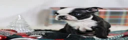 Boston Terrier dogs for sale: Noir - Ad 4