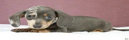 Miniature Dachshund dogs for sale: Indigo 💜 - Ad 7