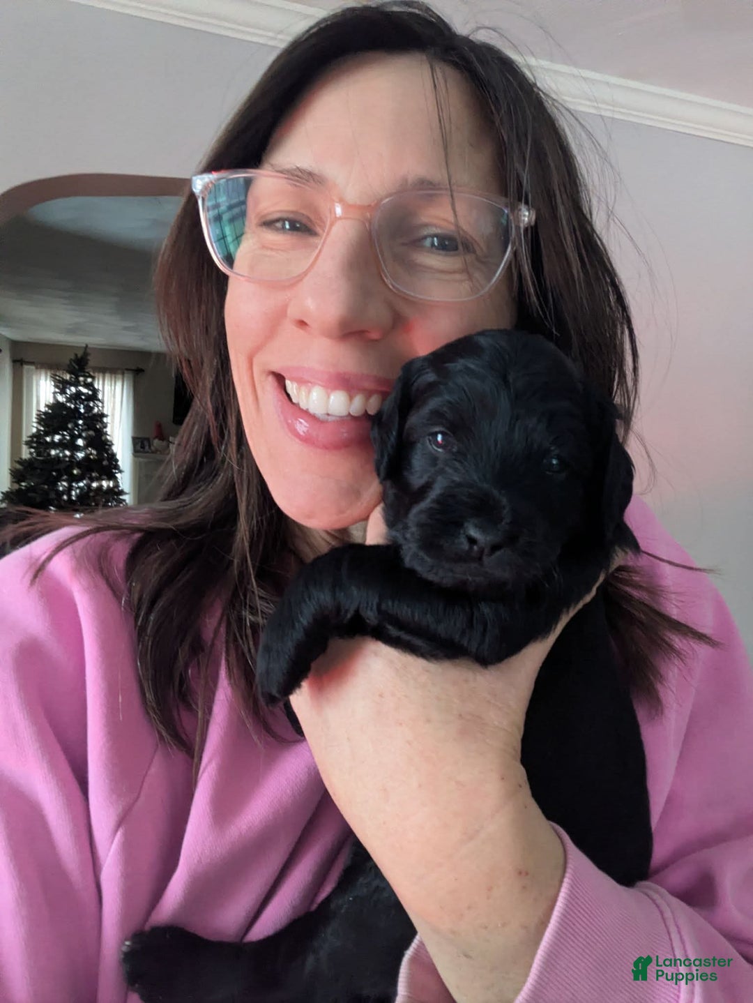 Goldendoodle dogs for sale: Golden Mountain Doodle Puppy 5 - Ad 2