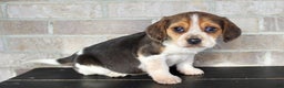 Beagle dogs for sale: Princess - Ad 1