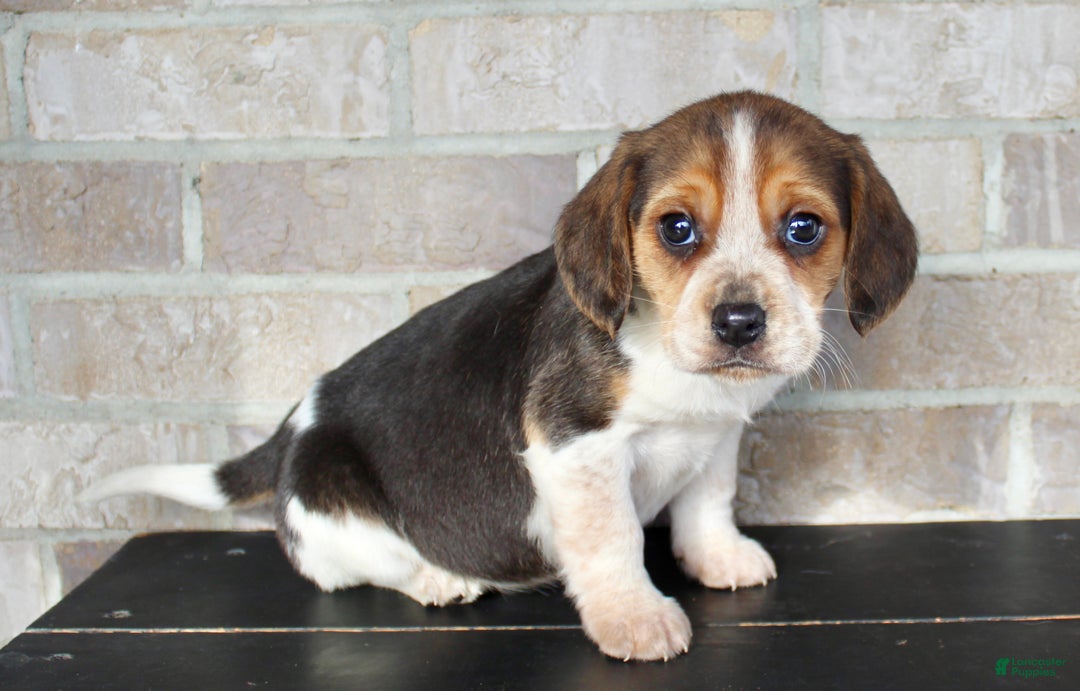 Beagle dogs for sale: Princess - Ad 1