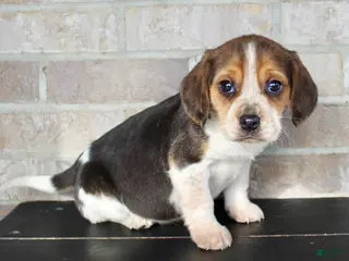 Beagle dogs Princess - Ad 17