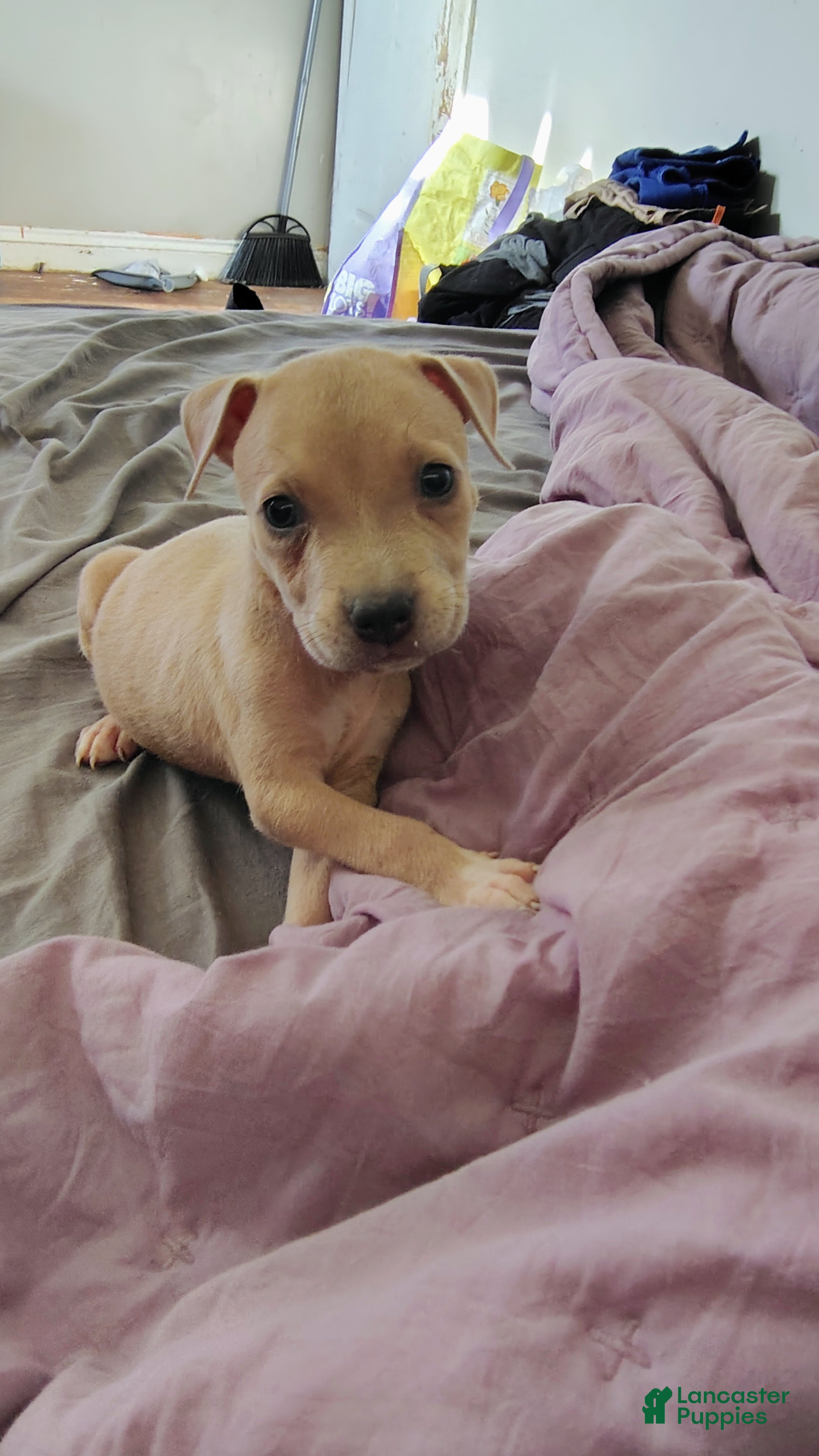 American Staffordshire Terrier dogs American Staffordshire Terrier 4 - Ad 24