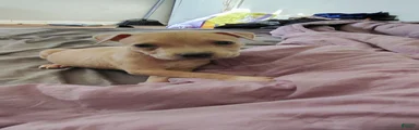 American Staffordshire Terrier 4
