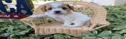 Cockapoo dogs for sale: Daisy  - Ad 1