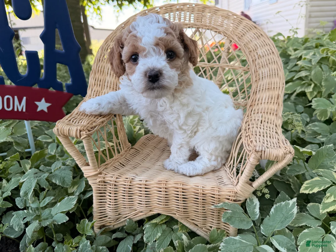 Cockapoo dogs for sale: Daisy  - Ad 1