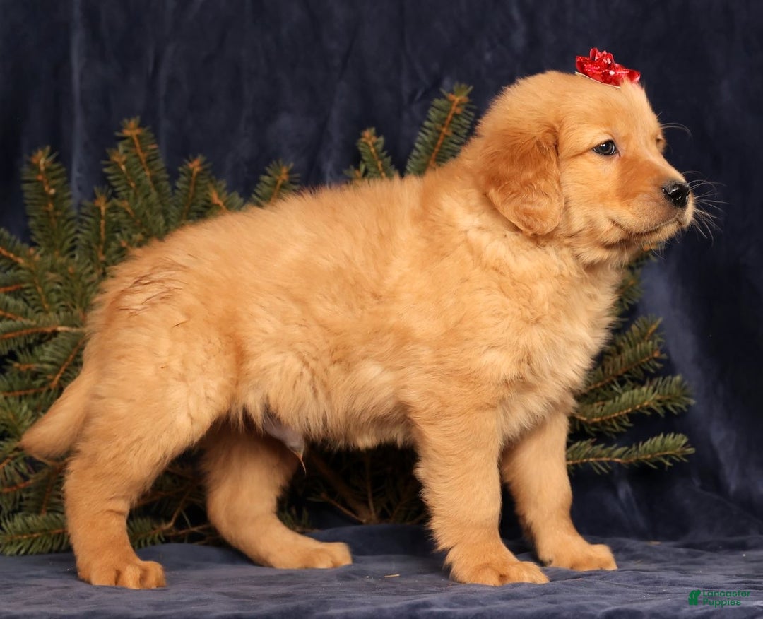 Golden Retriever dogs for sale: Dallas - Ad 4
