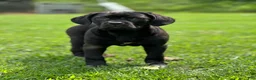 Cane Corso dogs for sale: Cane Corso Socks  - Ad 3