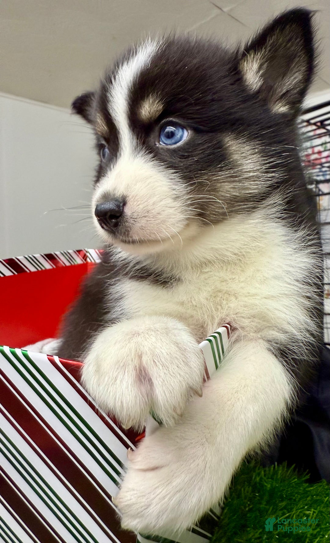 Mixed Breed dogs for sale: Nick - Ad 10