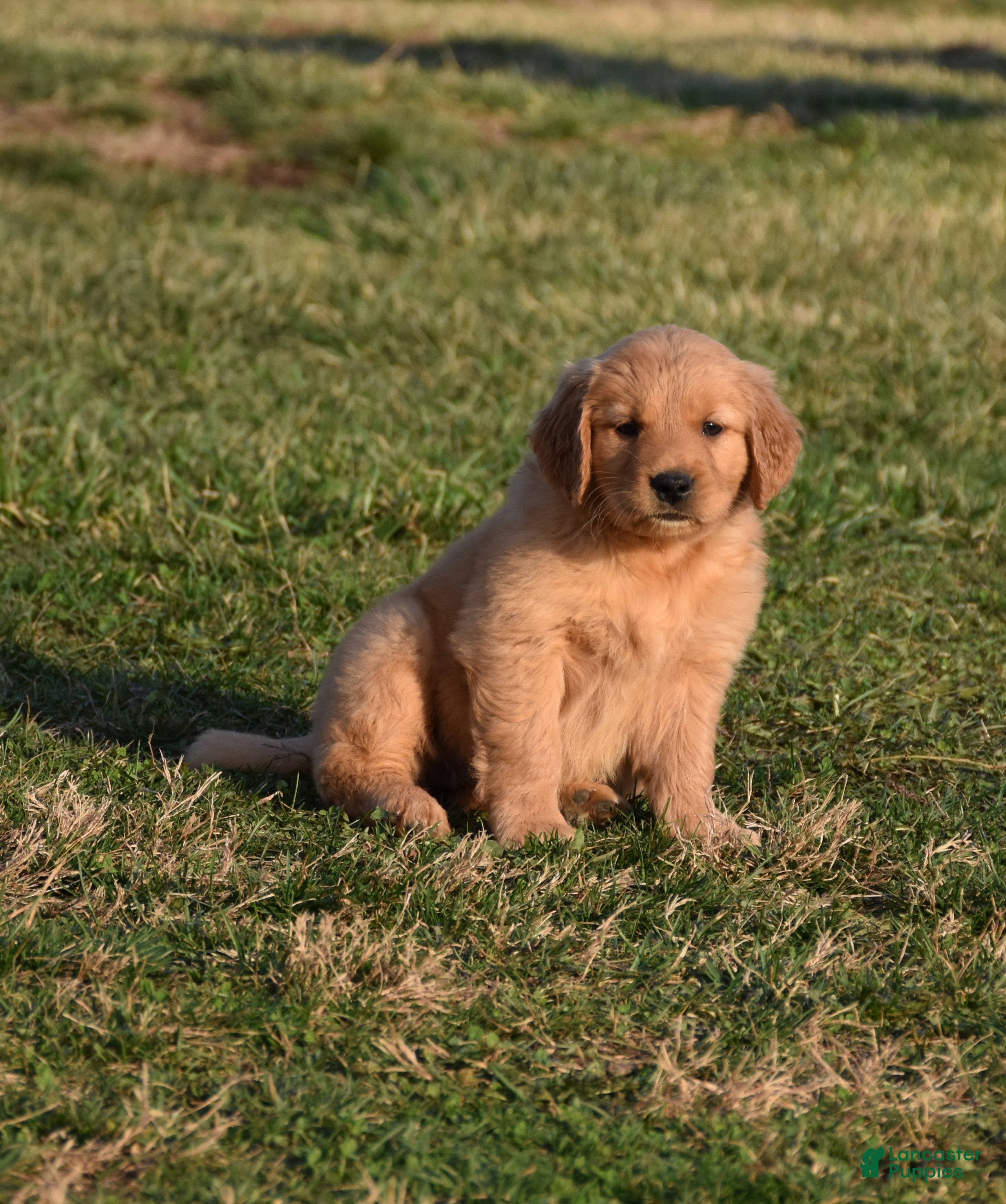 Golden Retriever dogs Daisy     Genetic/OFA - Ad 1