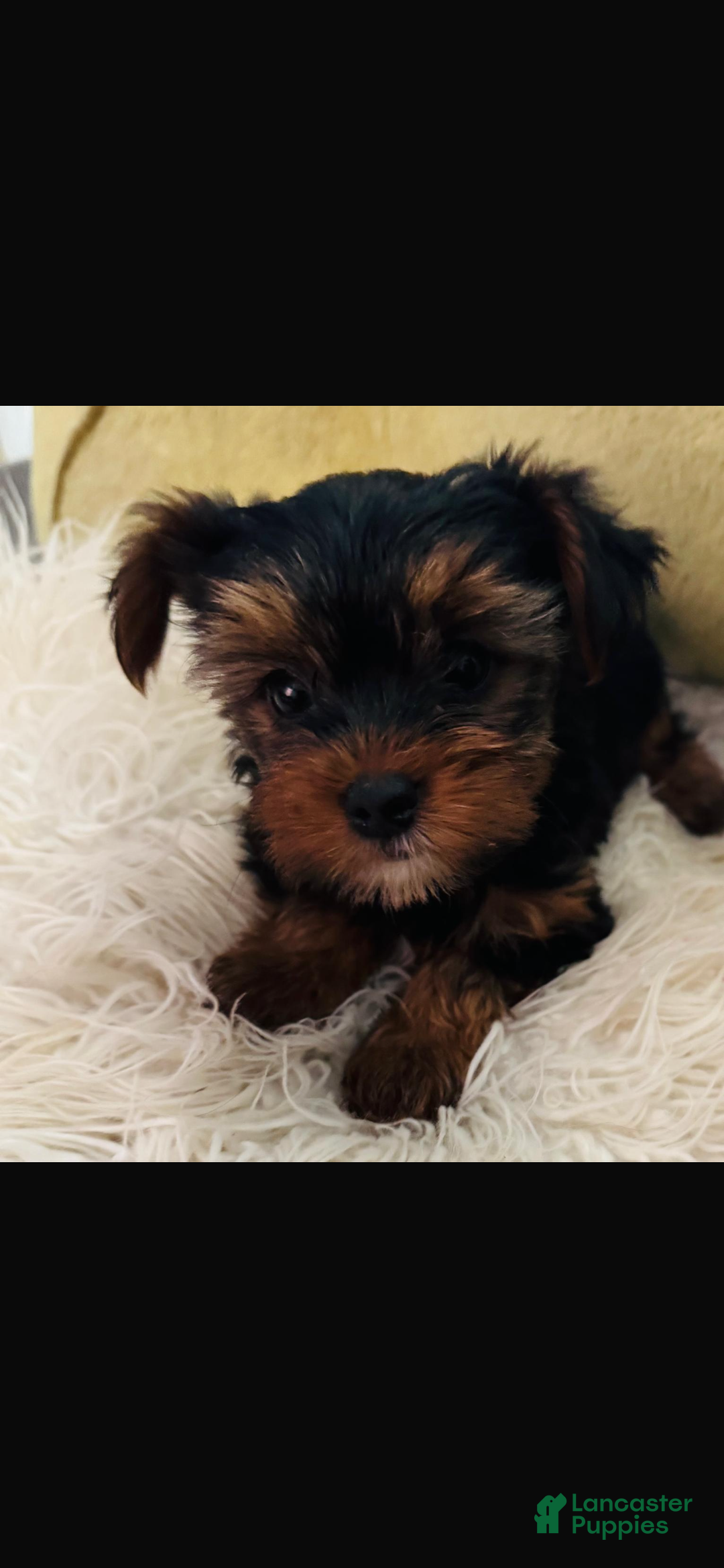 Yorkshire Terrier dogs for sale: Yorkshire Terrier Puppy 2  - Ad 2