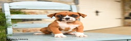 Boxer dogs for sale: Leo - Ad 4