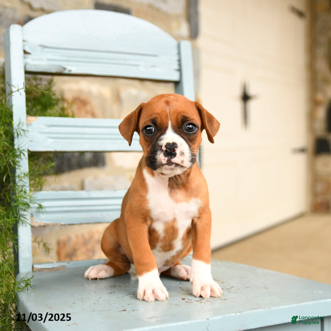 Boxer dogs for sale: Leo - Ad 4