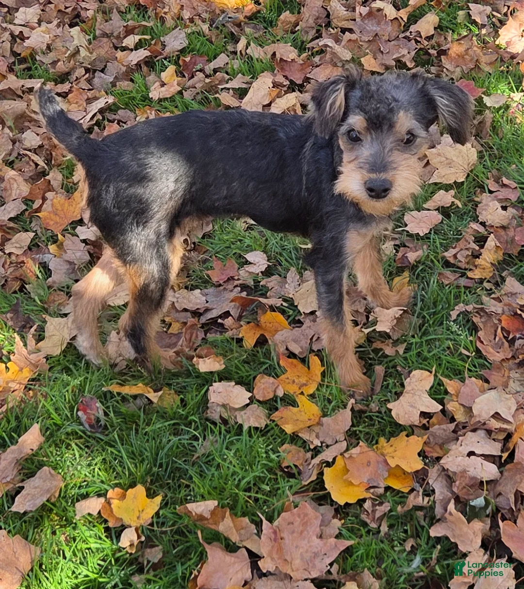 Yorkiepoo dogs for sale: Teddy - Ad 1