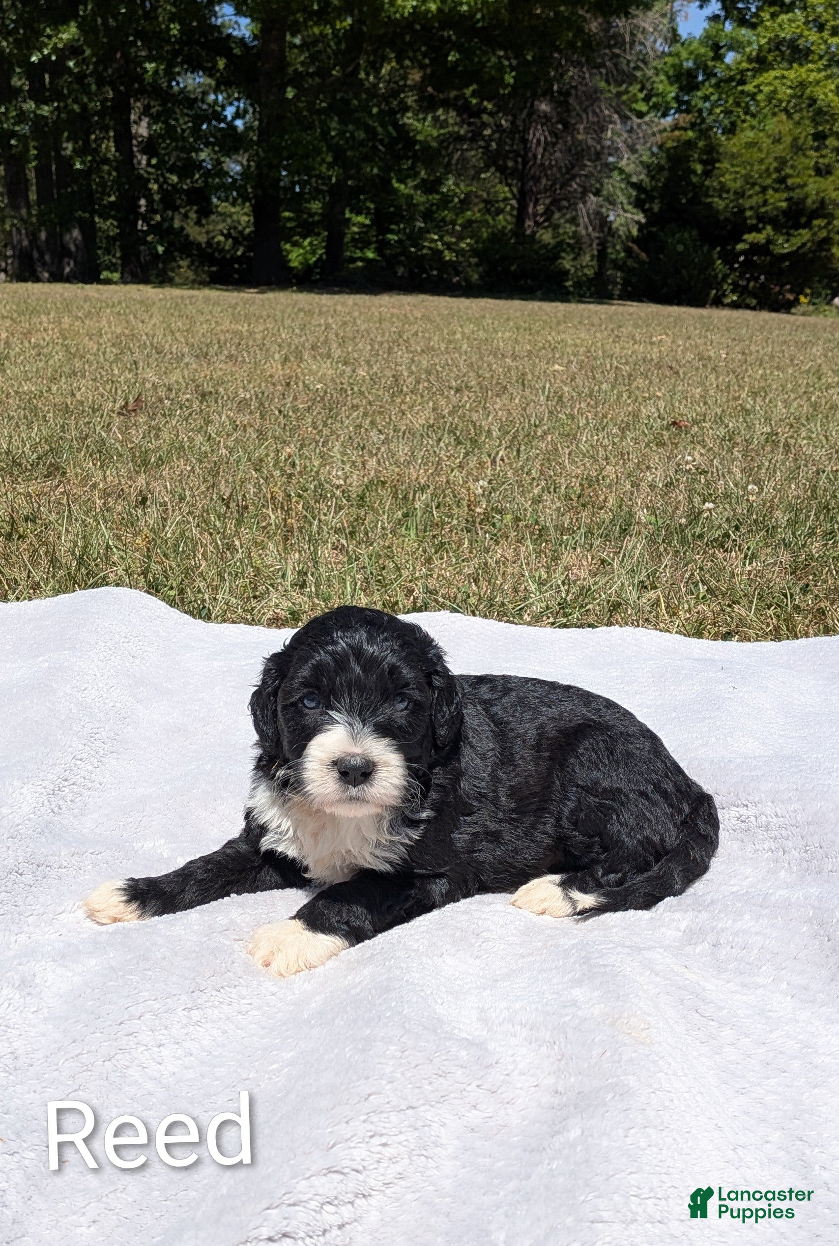 Mixed Breed dogs Reed - Ad 1