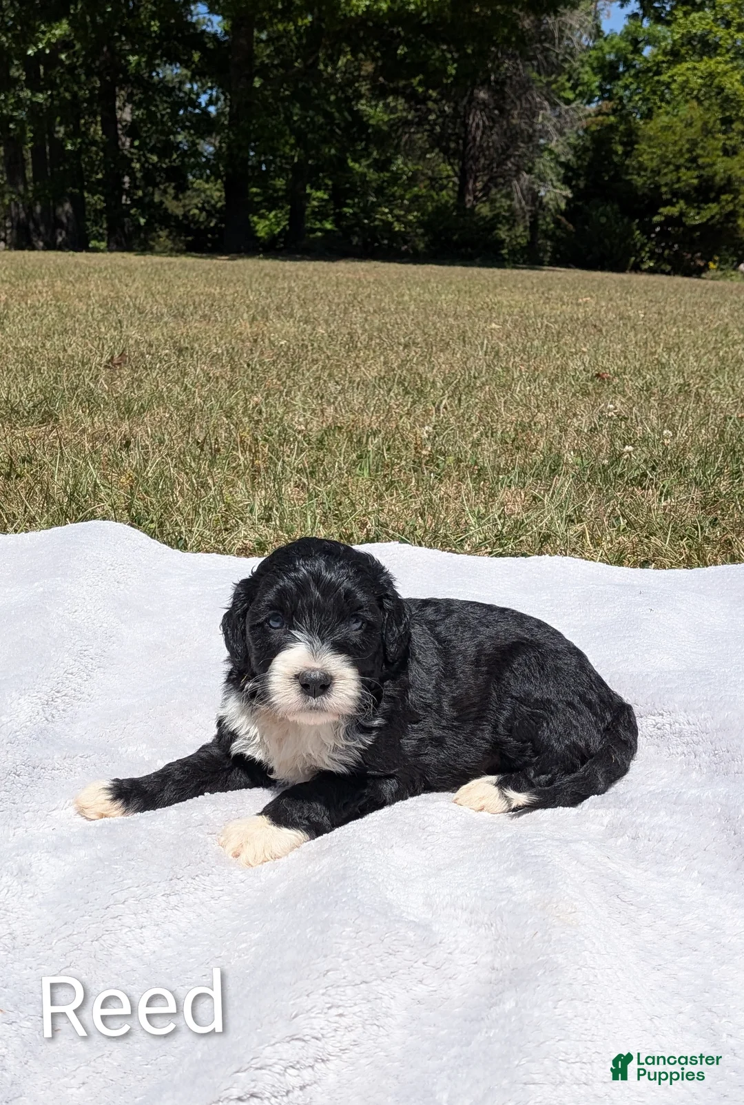 Mixed Breed dogs for sale: Reed - Ad 1