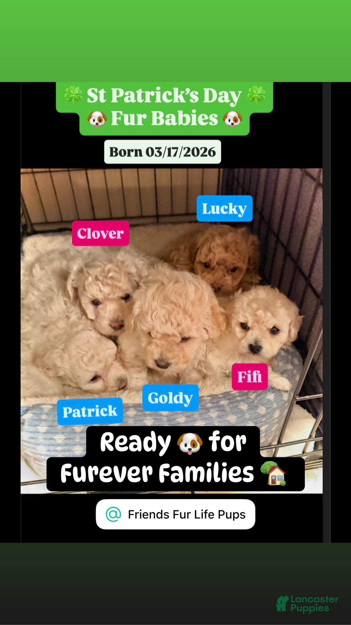 Bichpoo dogs Patrick  - Ad 5