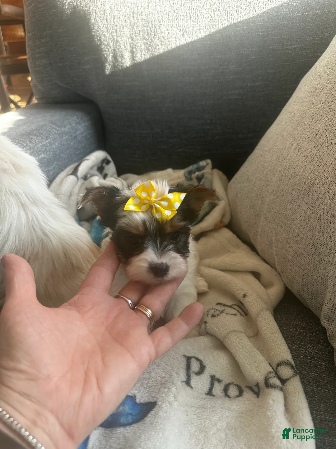 Yorkshire Terrier dogs for sale: AKC Glacierpaw - Ad 7