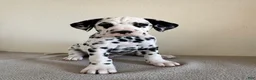 Dalmatian dogs for sale: Dalmatian Puppy 2 - Ad 2