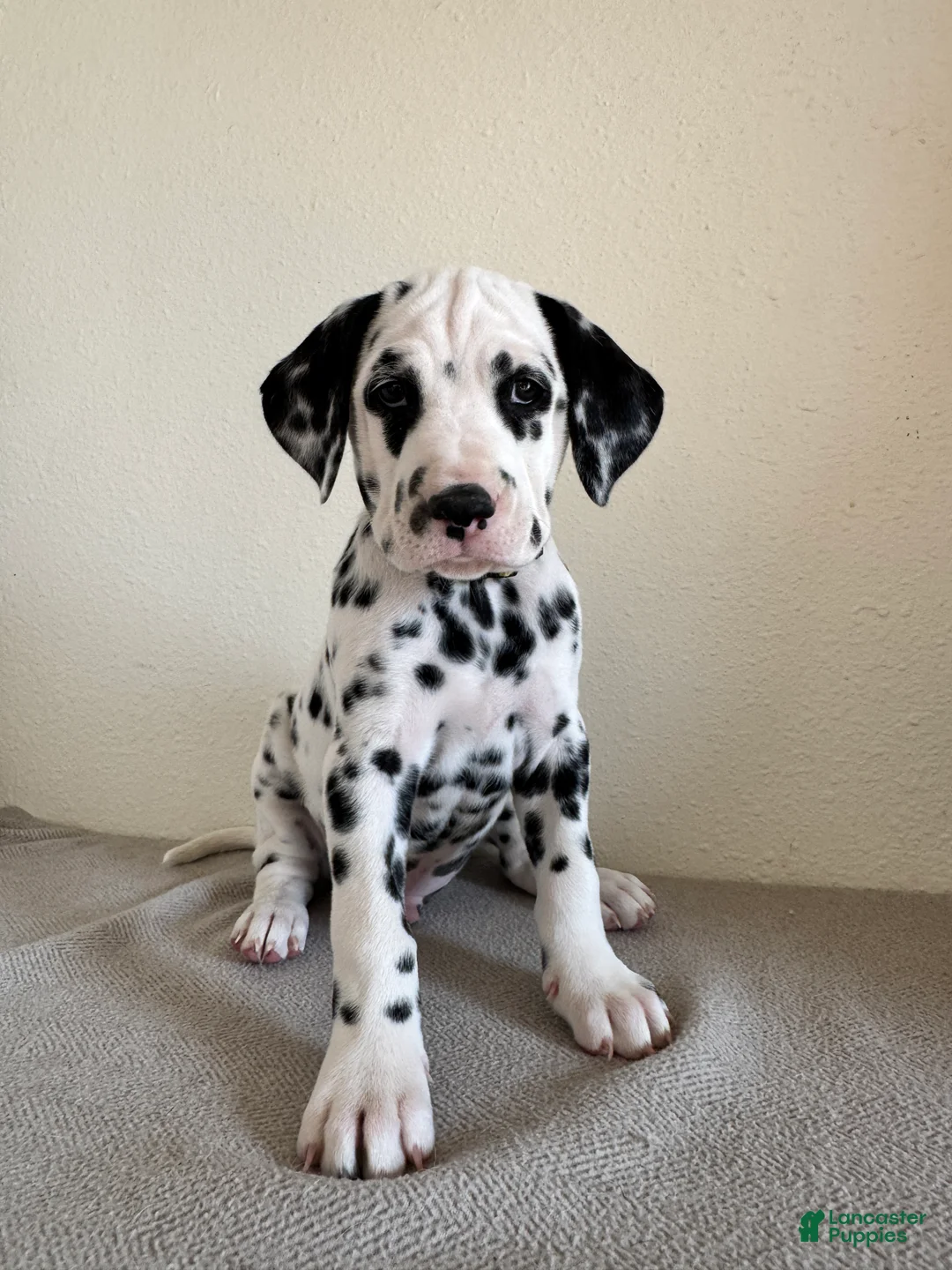 Dalmatian dogs for sale: Dalmatian Puppy 2 - Ad 2