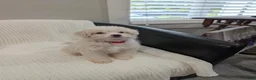Pomapoo dogs for sale: Bunny - Ad 5