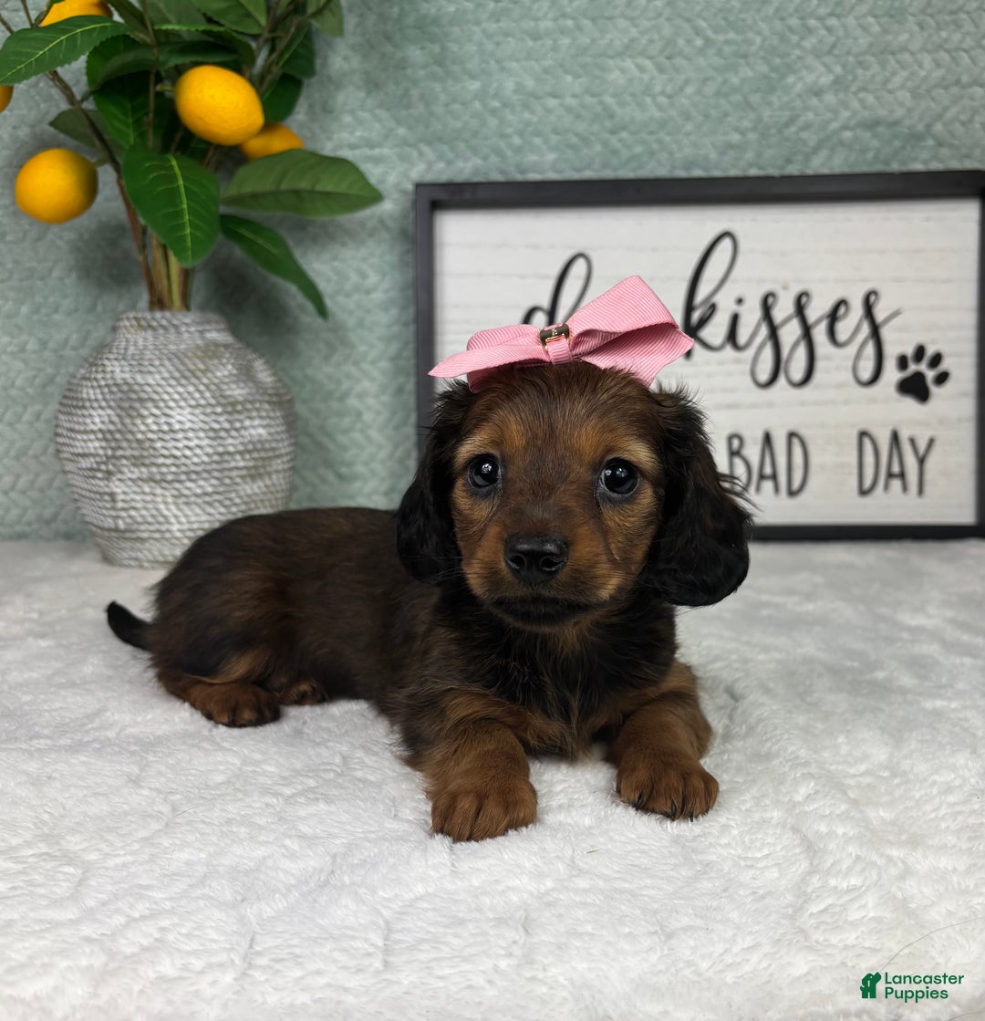 Miniature Dachshund dogs for sale: Delilah  - Ad 4