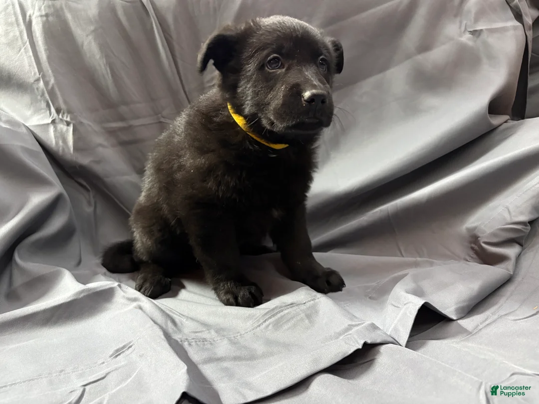 Mixed Breed dogs for sale: E Puppy 5 - Ad 1