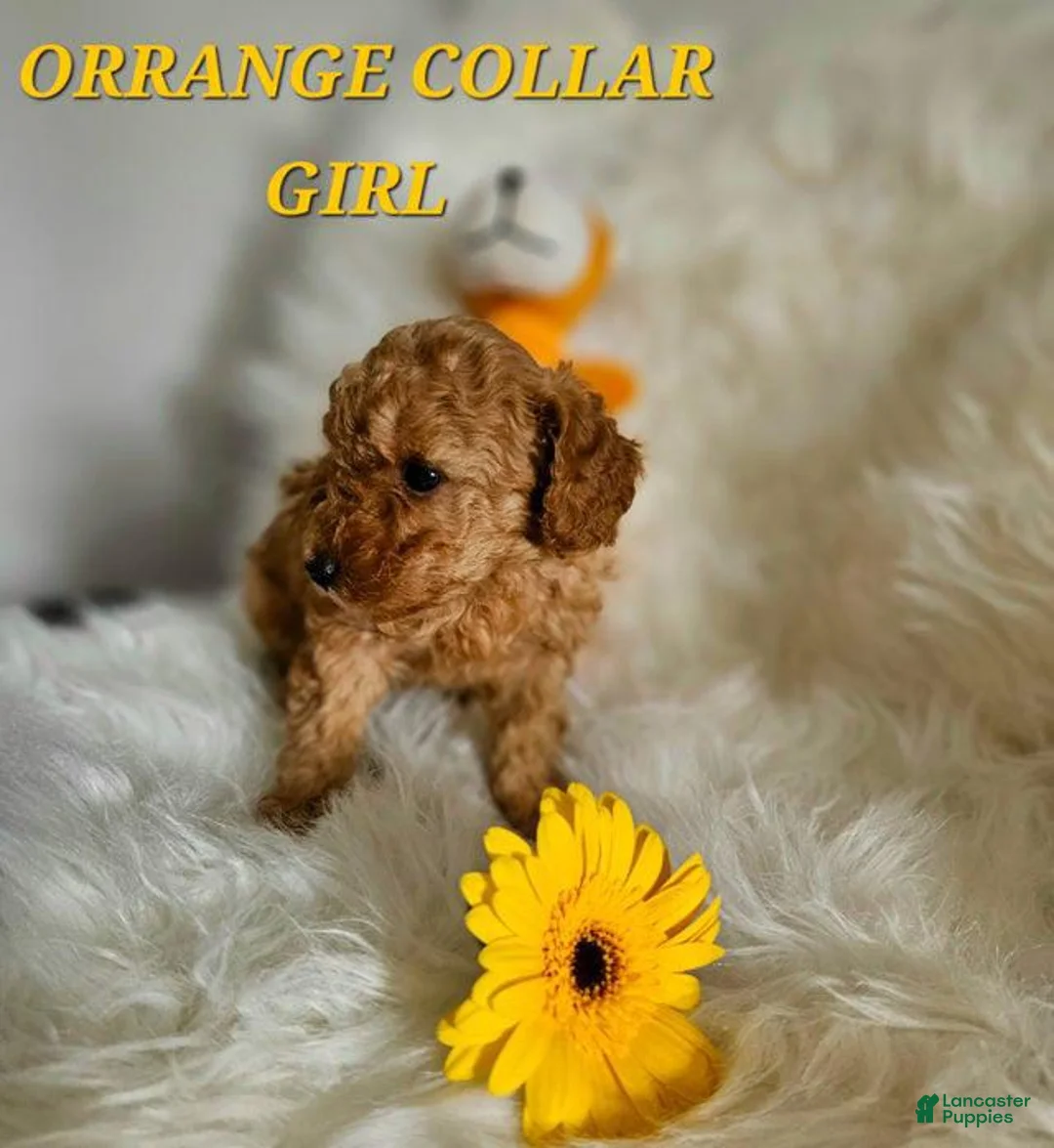 Toy Poodle dogs for sale: Toy Poodle Puppy 4 - Ad 2