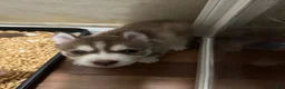 Siberian Husky dogs for sale: Siberian Husky 4 - Ad 7
