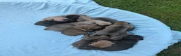 Cane Corso dogs for sale: Cane Corso 11 - Ad 5
