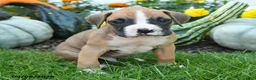 Boxer dogs for sale: Logan - Ad 3