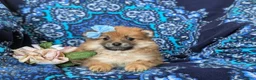 Pomeranian dogs for sale: Jenna - Ad 5
