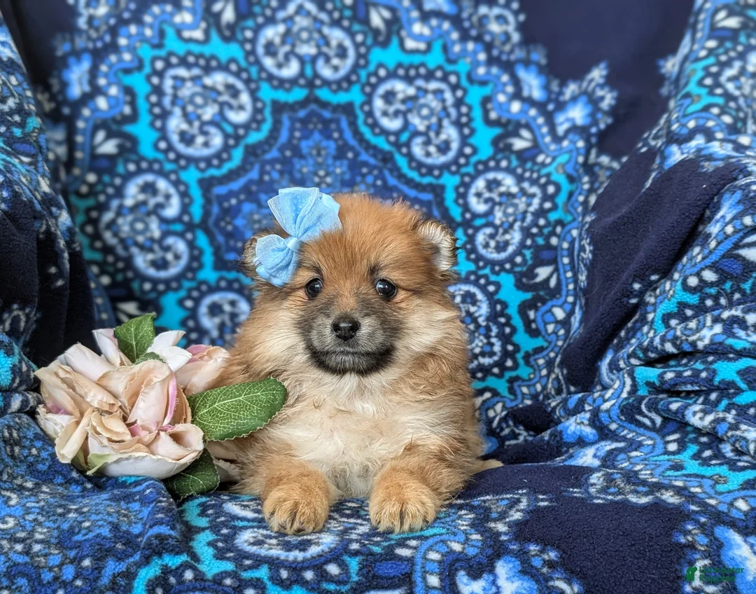 Pomeranian dogs for sale: Jenna - Ad 5