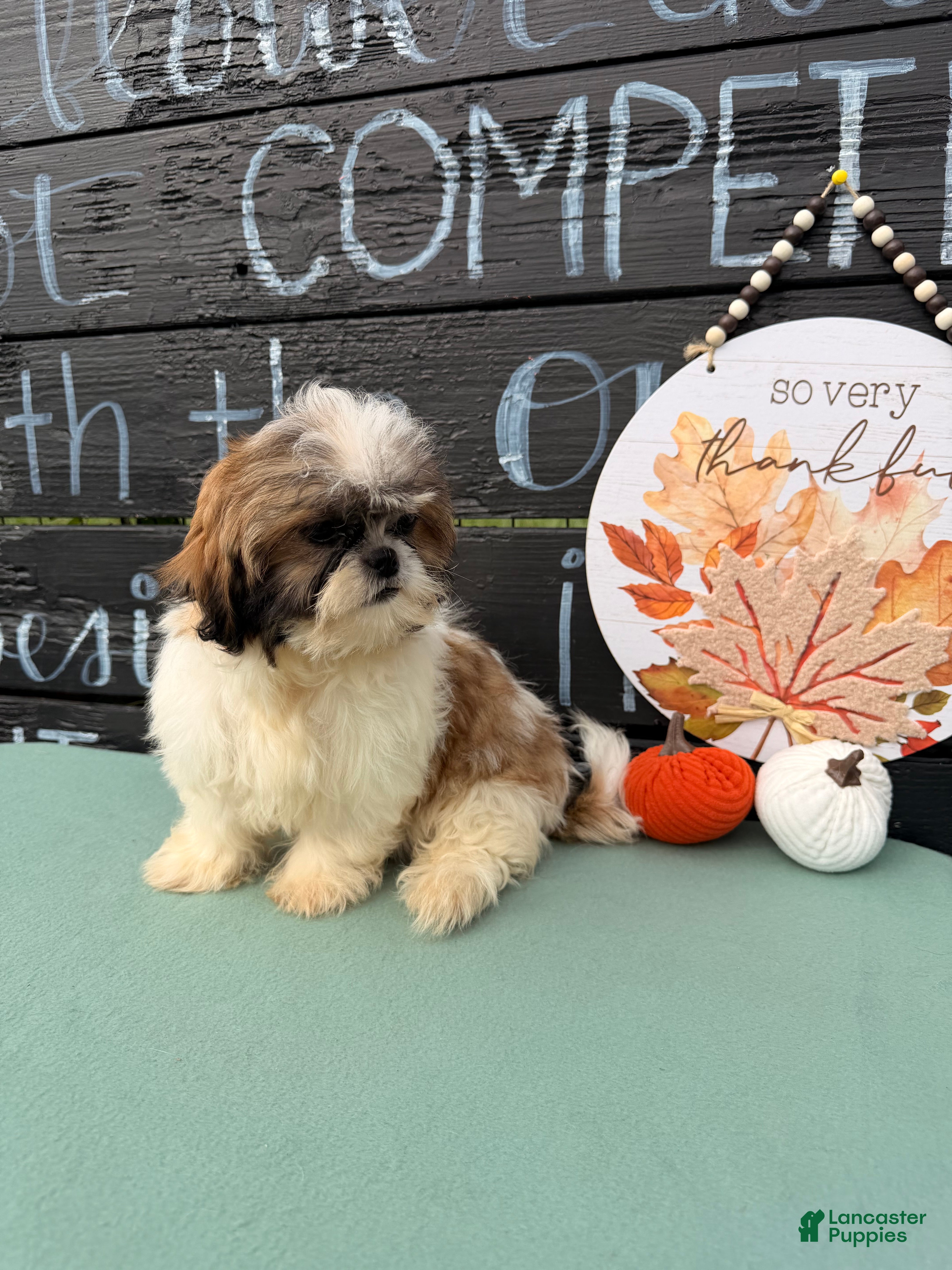 Shih Tzu dogs Queenie Shih Tzu  - Ad 2