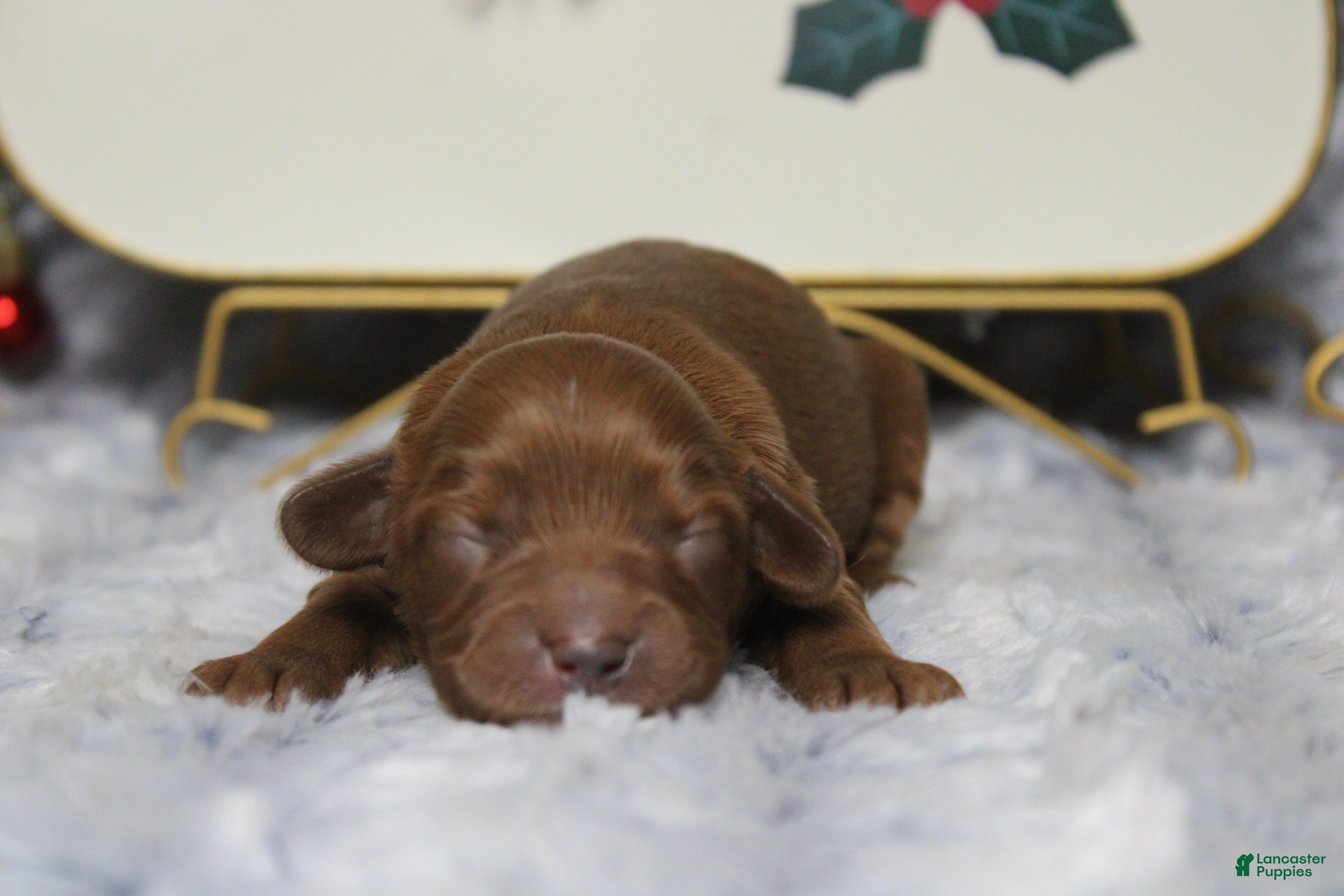 Cavapoo dogs Cherry - Ad 11