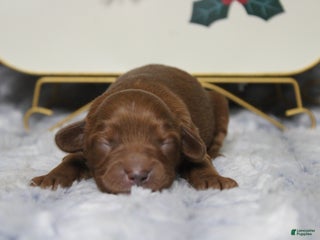 Cavapoo dogs Cherry - Ad 1