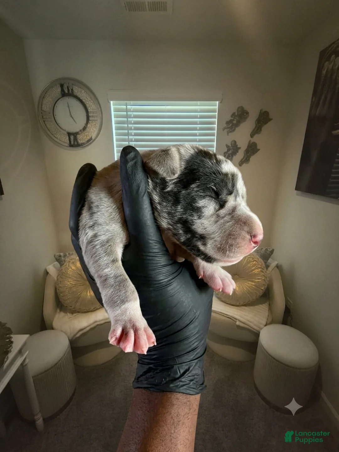 Great Dane dogs for sale: Rhythm and Soul’s Confessions of Usher Raymond - Ad 2