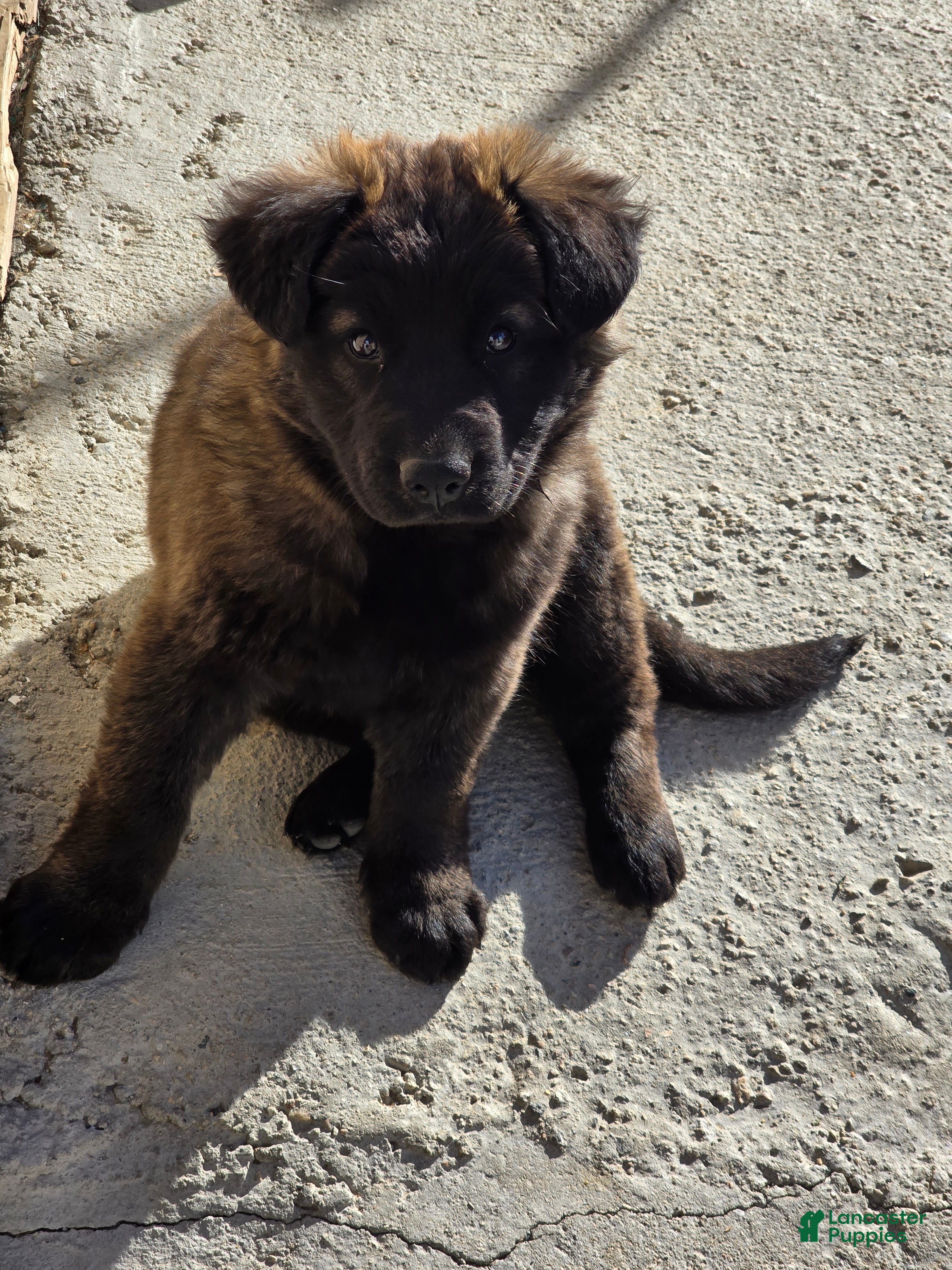 Mixed Breed dogs Mixed Breed Puppy 5 - Ad 17