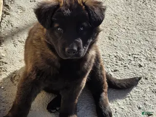 Mixed Breed dogs Mixed Breed Puppy 5 - Ad 7