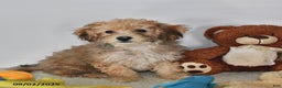 Bichpoo dogs for sale: Buster Brown - Ad 25